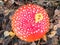 Red toadstool poisonous mushroom growth in the autumn forest, fly agaric fungi Amanita muscaria. Healing mushroom