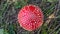 Red toadstool poisonous mushroom growth in the forest, fly agaric fungi. Fly agaric hat top view. Danger inedible toxic mushroom