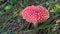 Red toadstool poisonous mushroom growth in the forest, fly agaric fungi. Fly agaric hat top view. Danger inedible toxic mushroom