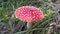 Red toadstool poisonous mushroom growth in the forest, fly agaric fungi. Fly agaric hat top view. Danger inedible toxic mushroom