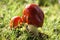 Red Toadstool With Raindrops