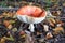 Red toadstool with white dots on the forest ground floor