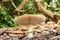 Red Toadstool in the woods