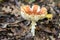 Red Toadstool in the woods