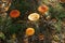 Red toadstools in a green moss in a sunny autumn forest