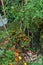 Red tomato cage and broken branch with load of ripe and green tomatoes fruits after rain storm at homestead backyard garden near