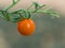 Red tomato detail of juicy and fresh vegetable