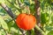 Red tomato, edible red fruit, berry of the nightshade Solanum