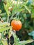 Red tomato, edible red fruit, berry of the nightshade Solanum