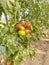 Red tomato farm, naturally growing tomatoes
