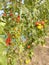 Red tomato farm, naturally growing tomatoes