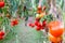 red tomato hang on branch in a garden with natural lights