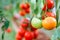 Red tomato hang on branch in a garden with natural lights on blurred background