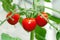 Red tomato on plant