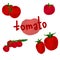 Red tomato set, hand draw illustration, four variation of vegetable for design and creativity