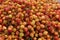 Red tomatoes background. Group of tomatoesThe harvest of sweet cherries in the garden. Sweet cherry orchards, harvesting.