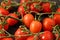 red tomatoes on a branch. drops of water.close-up