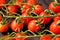 red tomatoes on a branch. drops of water.close-up