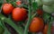 Red tomatoes on a branch in a greenhouse, ripening harvest. Gardening