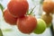 Red tomatoes grow in a garden in a greenhouse