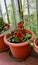 red tomatoes grown on the terrace of the apartment