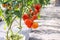 Red tomatoes hang on tree growing in greenhouses vegetable farm garden indoor background