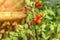 Red tomatoes hanging on the vine of a tomato tree in the garden full of vitamin with red sun