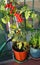 Red tomatoes in pots on the balcony