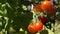 red tomatoes ripen on branches under the warm summer sun