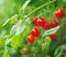 red tomatoes still on tree plant