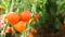 Red tomatoes vine in farm with copy space