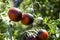 Red tomatoes with a violet side sung on the bush.