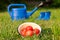 Red tomatoes. Watering can and rubber boots. Garden tools on a green lawn.