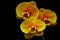 Red and topaz yellow color phalaenopsis orchids against black background