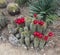 Red Torch Cactus Echinopsis huascha