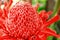 The red Torch Ginger flower are colorful and blossoming.
