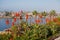 Red Torch Lillies overlooking ocean