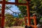 red tori gate with Mount Fuji at Chureito pagoda, kawaguchiko, Japan