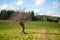 Red tourist mark isolated on a tree in bright sunny light in Beskydy mountains, Czech Republic. Czech tourism. Forest and fields