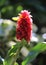 Red Tower Ginger or Costus barbatus