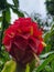 Red Tower Ginger Costus comosus in bloom