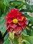 Red Tower Ginger Costus comosus in bloom