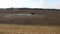 Red tractor plowing the fields corn in spring