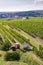 Red tractor ready for harvesting grapes in vineyard, sunny autumn day, Southern Moravia, Czech Republic