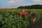 Red Tractor Sits in Blooming Sunflower Field