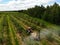 A red tractor sprays pesticides in an Apple orchard. Spraying an apple tree with a tractor