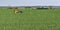 A red tractor with a yellow sprayer coming off the field after spraying rapeseed leaves in spring