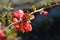 Red Trail Flowering Quince