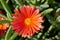 Red trailing ice plant - Lampranthus Spectabilis, macro color photo in Lanzarote