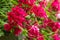 Red trailing pelargonium close up